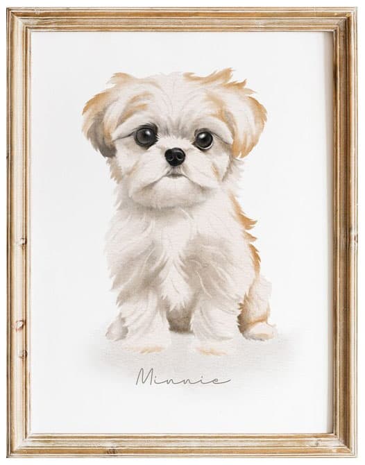 Shih Tzu Print